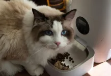 貓咪搶食、打架怎麼辦？專家教你4種分開餵食方法！分開餵食的5大好處一次看