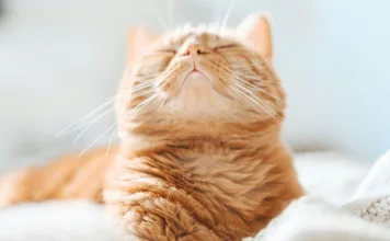 貓咪突然不舔毛？留意6大健康警訊！