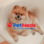 鎖定美國寵物健康市場空缺，PetMeds 攜手 Dutch 推出遠距獸醫照護方案
