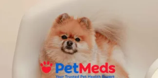 鎖定美國寵物健康市場空缺，PetMeds 攜手 Dutch 推出遠距獸醫照護方案