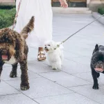 陪伴毛孩到家的第一哩路，臺中市114年「飼主犬隻行為訓練」開放報名