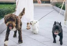 陪伴毛孩到家的第一哩路，臺中市114年「飼主犬隻行為訓練」開放報名
