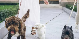 陪伴毛孩到家的第一哩路，臺中市114年「飼主犬隻行為訓練」開放報名