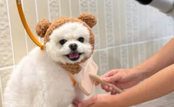 狗狗洗完澡可以用吹風機嗎?這樣吹才安全又不怕燙傷! 狗狗洗完澡可以用吹風機嗎?這樣吹才安全又不怕燙傷!