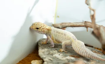 守宮常見疾病有哪些?4步驟打造健康守宮生活環境 守宮常見疾病有哪些?4步驟打造健康守宮生活環境