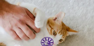 Wellness Pet Company 完成一億美元融資，強化創新投資與財務韌性