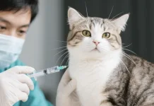 什麼是貓咪注射部位惡性肉瘤？注射型惡性腫瘤症狀與治療選擇