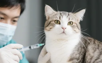 什麼是貓咪注射部位惡性肉瘤？注射型惡性腫瘤症狀與治療選擇