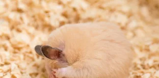倉鼠會冬眠嗎？認識倉鼠的「假冬眠」現象