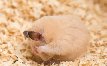 倉鼠會冬眠嗎？認識倉鼠的「假冬眠」現象