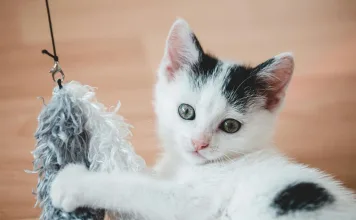 寵物是幸福的催化劑！研究證實，寵物陪伴對幸福感的提升媲美婚姻