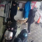 店家犬隻未繫繩，新北動保處依法開罰15,000元