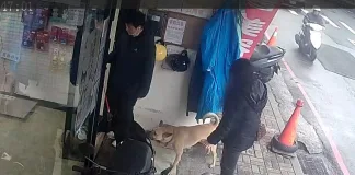 店家犬隻未繫繩，新北動保處依法開罰15,000元