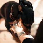 強化動保觀念，高市動保處辦理六場「犬貓肢體語言與行為矯正」講習會