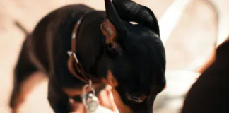 強化動保觀念，高市動保處辦理六場「犬貓肢體語言與行為矯正」講習會
