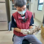 春夏「奶貓奶狗潮」來襲，新北市動保處呼籲勿急著撿走牠們！（圖片來源：新北市政府動保處）