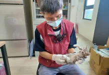 春夏「奶貓奶狗潮」來襲，新北市動保處呼籲勿急著撿走牠們！（圖片來源：新北市政府動保處）