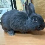 桃園市第二季非犬貓特寵認養活動6月21日登場！共16隻特寵開放認養，推廣多元飼養文化與動物保護意識