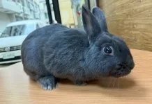 桃園市第二季非犬貓特寵認養活動6月21日登場！共16隻特寵開放認養，推廣多元飼養文化與動物保護意識