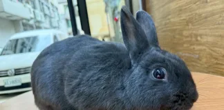 桃園市第二季非犬貓特寵認養活動6月21日登場！共16隻特寵開放認養，推廣多元飼養文化與動物保護意識