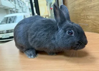 桃園市第二季非犬貓特寵認養活動6月21日登場！共16隻特寵開放認養，推廣多元飼養文化與動物保護意識