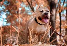 犬界健康突破！首度發現法鬥與拳師犬皮膚病關鍵基因