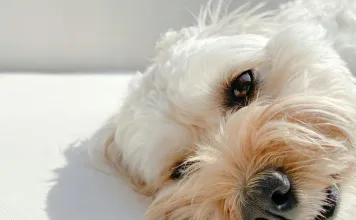 狗狗會有蠶豆症嗎？專家告訴你該不該擔心