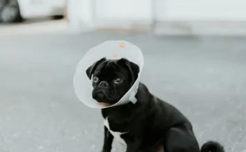 狗狗脖子腫塊別輕忽！原發性淋巴瘤6大警訊與診斷方式