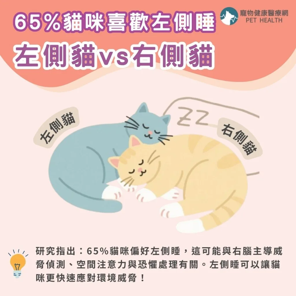 貓咪為什麼喜歡左側側睡？