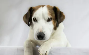 狗狗高血壓治療選擇解析！高血壓5大共病+藥物療效比較一次看