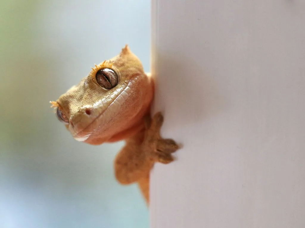 睫角守宮（Crested Gecko）