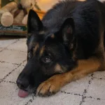 纖維性肌肉病變是什麼？德國狼犬走路不穩、跛行的關鍵原因！症狀與治療方式一次看