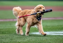 華盛頓國民隊迎來最萌新星！黃金獵犬布魯斯大聯盟首秀萌翻全場