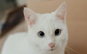 貓咪亂尿尿亂大便怎麼辦？4大原因＋解決方法一次看！