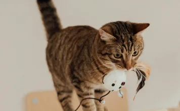 貓咪呼吸困難竟是乳糜胸！貓咪乳糜胸的症狀與治療方式