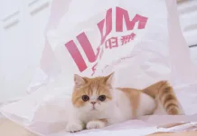 貓咪暫時性心肌肥厚症是什麼？暫時性心肌肥厚症與肥厚性心肌病有哪些不同？