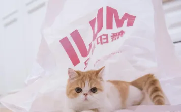 貓咪暫時性心肌肥厚症是什麼？暫時性心肌肥厚症與肥厚性心肌病有哪些不同？