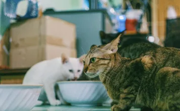 貓咪條蟲感染症狀與治療方式一次看！留意貓咪與居家環境米粒狀異常