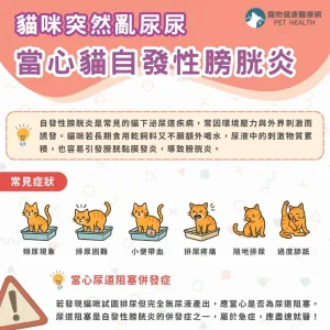 貓咪自發性膀胱發炎常見症狀有哪些？