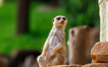 飼養狐獴前，你準備好了嗎？從環境、飲食到行為，打造適合牠的幸福家園