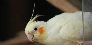 鸚鵡單眼傷風（鸚鵡披衣菌症）常見症狀與治療方式一次看！