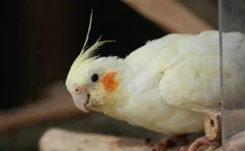 鸚鵡單眼傷風（鸚鵡披衣菌症）常見症狀與治療方式一次看！