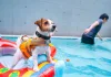 上山又下水！高雄市推「OutDog GoGo戶外急救技能認證課」正式開放報名