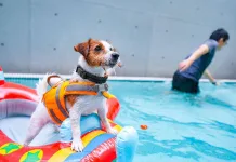 上山又下水！高雄市推「OutDog GoGo戶外急救技能認證課」正式開放報名