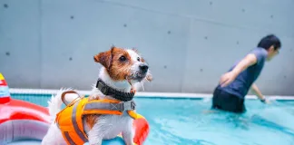 上山又下水！高雄市推「OutDog GoGo戶外急救技能認證課」正式開放報名
