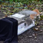 TCCP動物照護員透過誘捕籠誘捕街貓(圖片來源：台北市政府動保處)