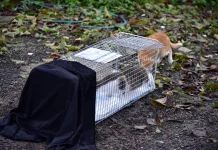 TCCP動物照護員透過誘捕籠誘捕街貓(圖片來源：台北市政府動保處)
