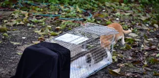 TCCP動物照護員透過誘捕籠誘捕街貓(圖片來源：台北市政府動保處)