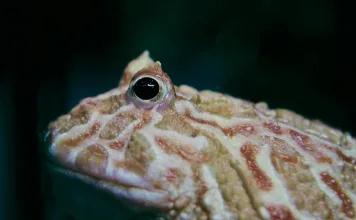 新手必看!角蛙怎麼養?棲地布置到餵食建議完整指南! 新手必看!角蛙怎麼養?棲地布置到餵食建議完整指南!