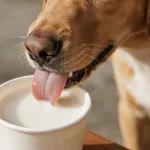 狗狗可以喝豆漿嗎？獸醫師解析豆漿的優缺點與飲用建議